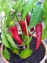 Piante & sementi: Chili de Chayenne ( 12 Samen ) – Nuovo (secondo la descrizione) da Eschen venduto da Saemereien24 1