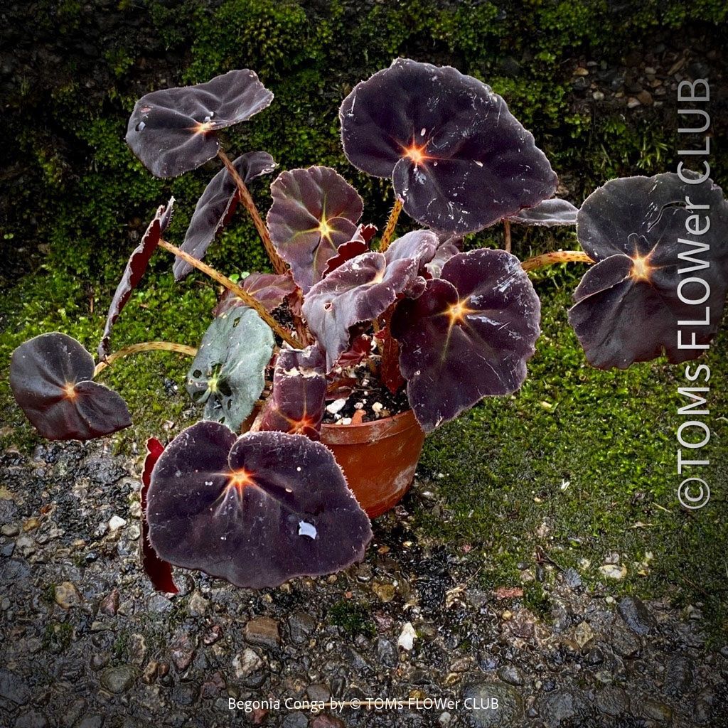 Pflanzen & Samen: Begonia Conga - wunderschöne samte burgundy Blätter – Neu und originalverpackt aus Adliswil von MarkyForest