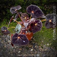 Begonia Conga - wunderschöne samte burgundy Blätter