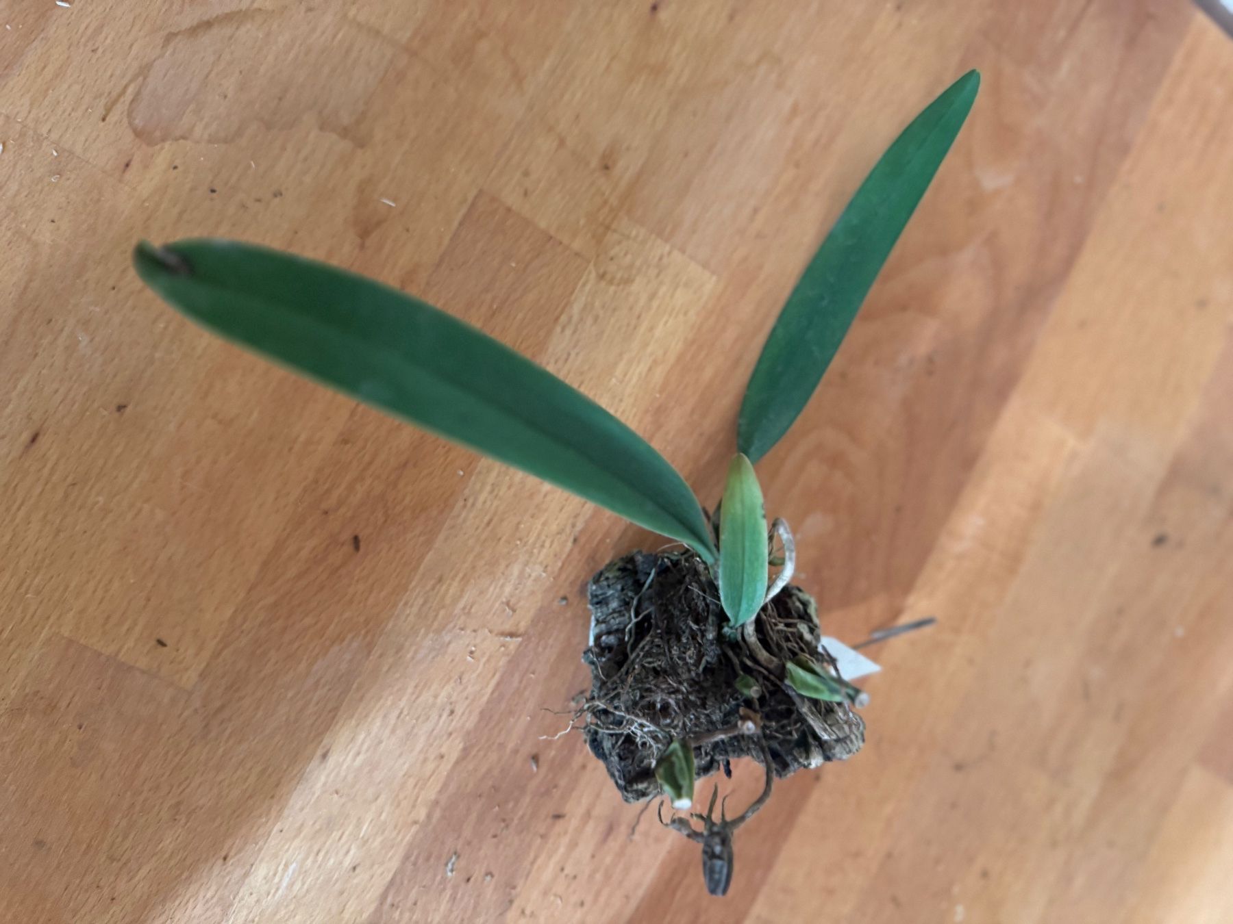 Plantes & graines: Bulbophyllum bicolor – D'occasion à Männedorf par mrclst 1