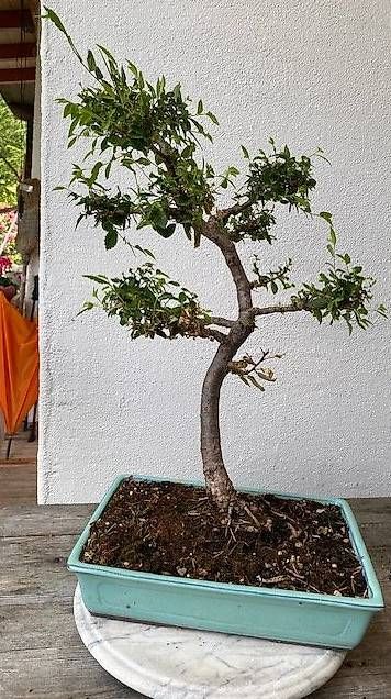 Piante & sementi: Bonsai Ulme – Usato da Wattenwil venduto da topcash4you 1