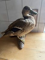 Präparierter Ente auf Holzsockel guter Zustand