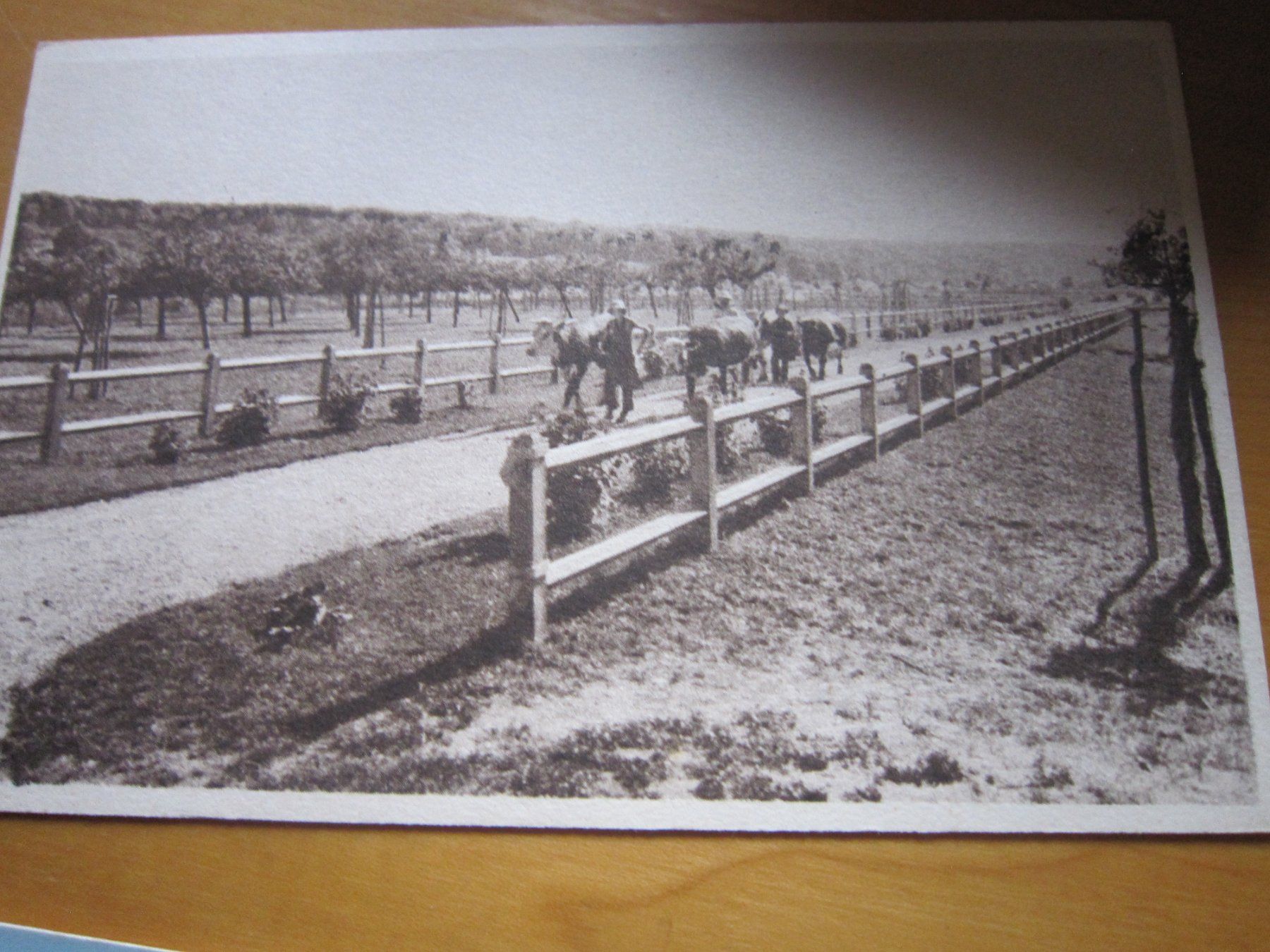 Cartoline postali: No 17 schöne Postkarten Kühen – Usato da Gordola venduto da Polentaefung 2