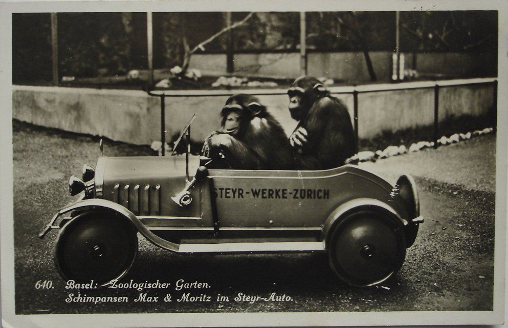 Cartoline postali: BASEL Zoologischer Garten - Schimpansen Max & Moritz im Auto – Usato da Jona venduto da philajona