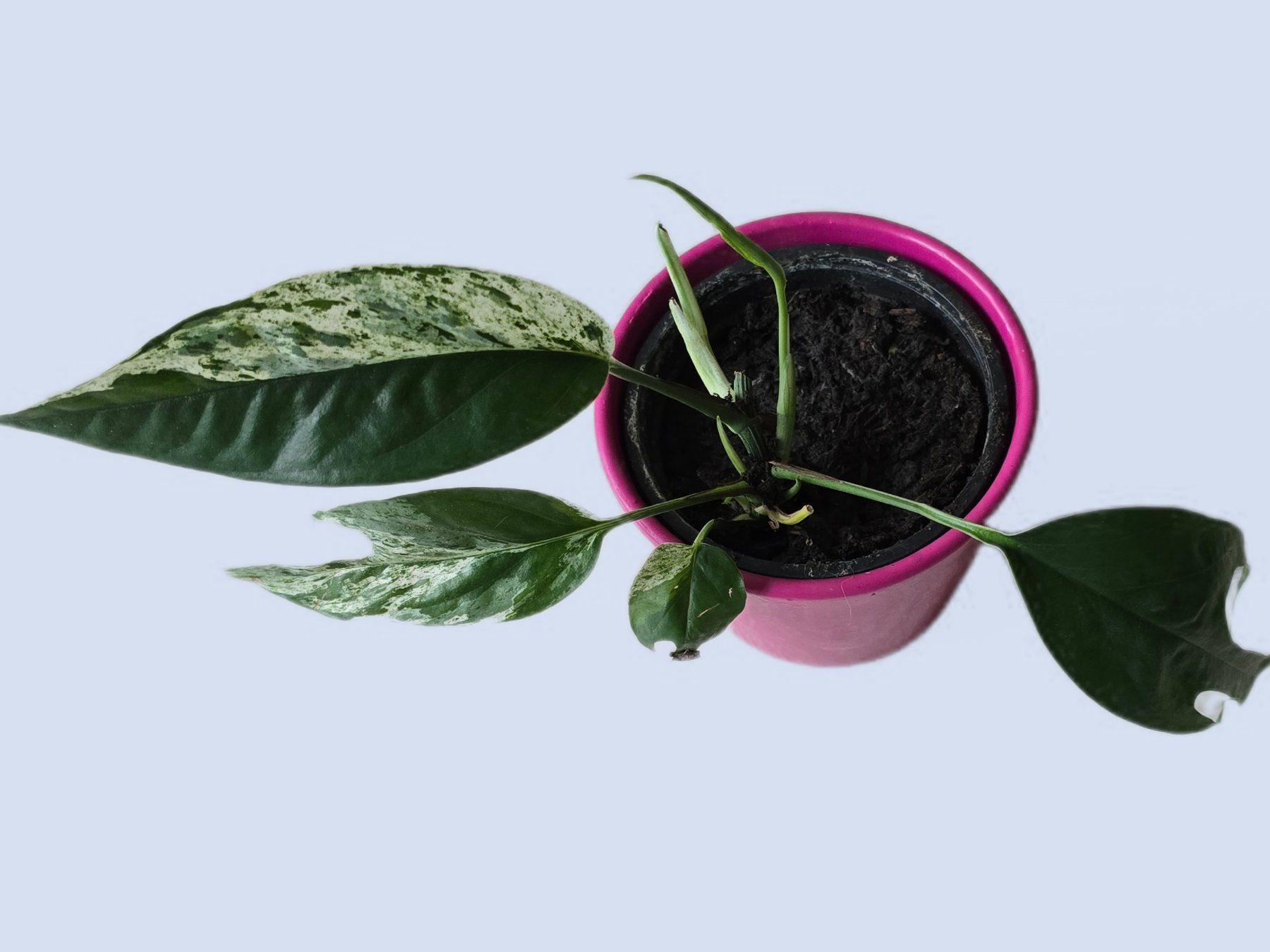 Piante & sementi: Epipremnum Marble Variegata – Usato da Aarburg venduto da Glitzerschein 3