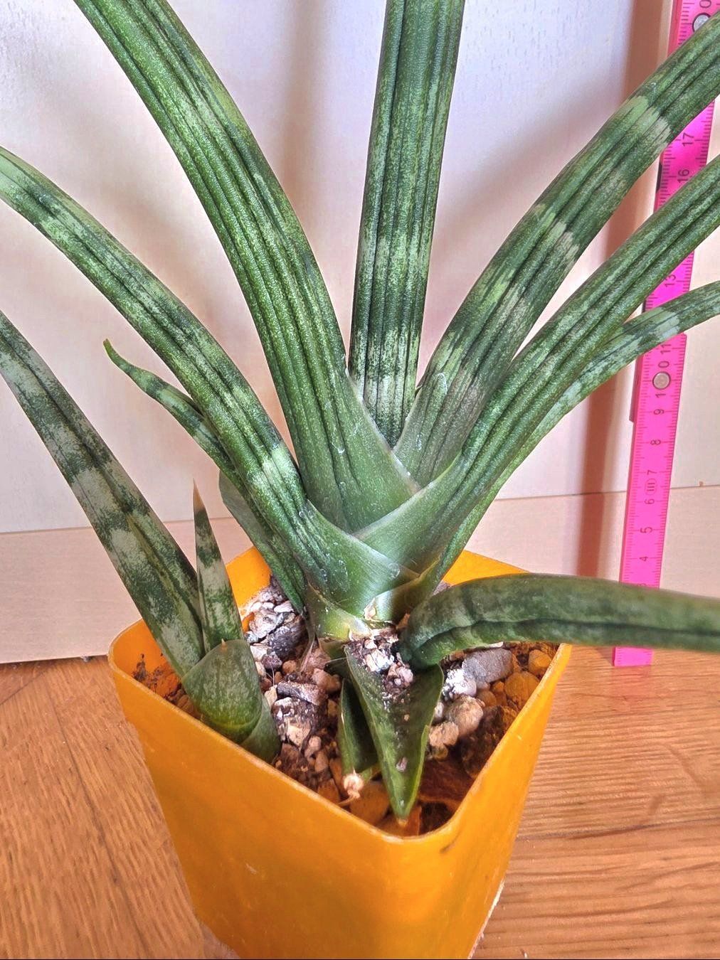 Piante & sementi: Sanseveria cylindrica "Boncellensis" / Seestern Bogenhanf – Nuovo (secondo la descrizione) da Thalheim venduto da silvara01 4