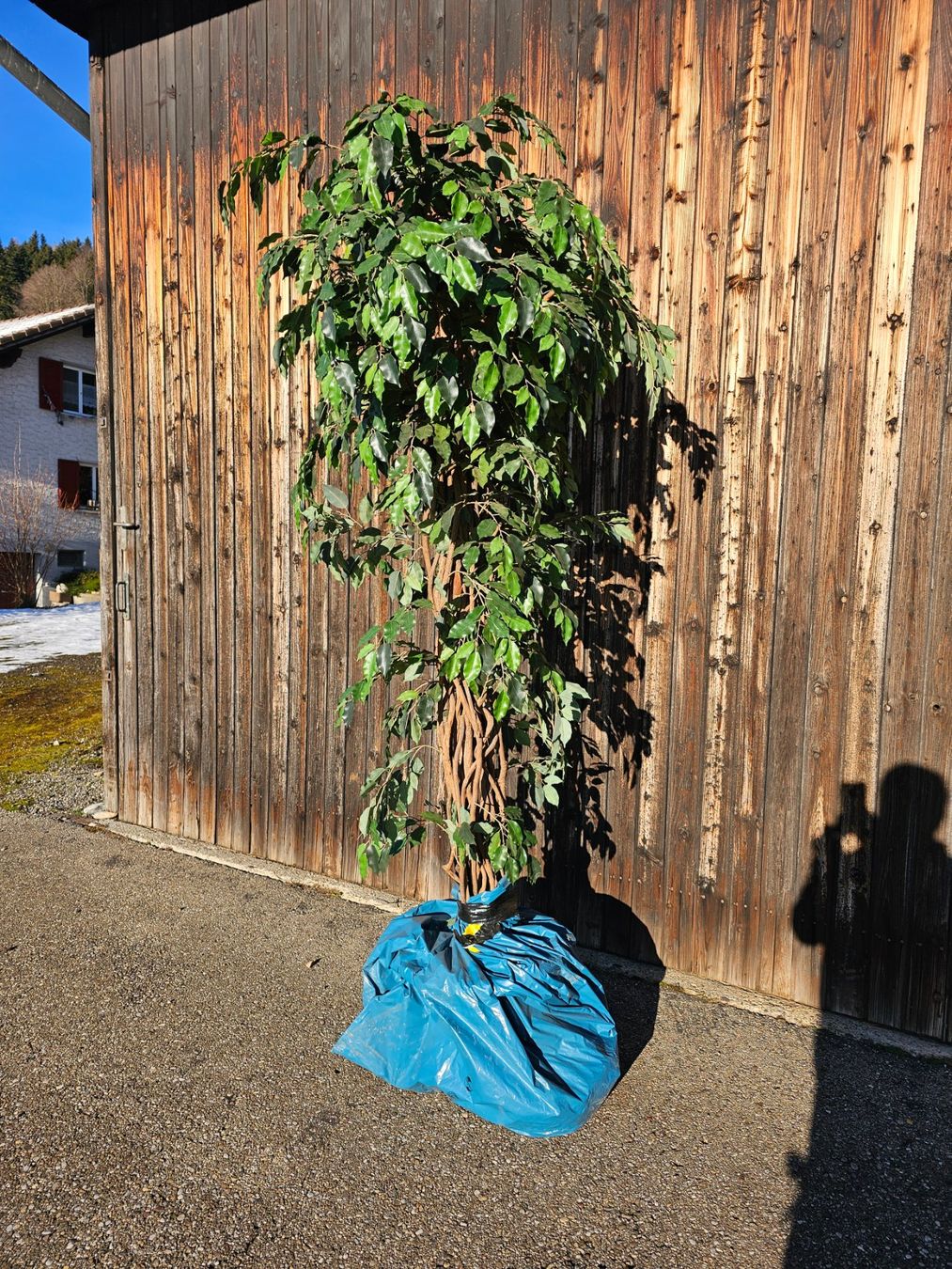 Tutte le decorazioni: 🔥Ficus Dekopflanze, ca. 2m🔥 – Usato da bäretswil venduto da Hunt.and.Collect 2