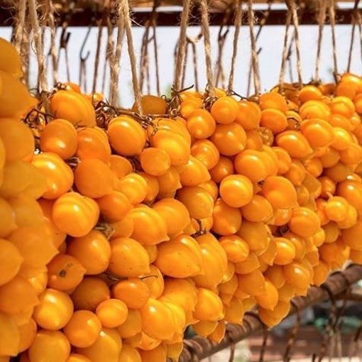 Piante & sementi: 50 Samen Piennolo Vesuvio  Tomate – Nuovo (secondo la descrizione) da Ehrendingen venduto da VerveinaSamen