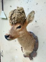 Rehbock Gehörn Perücke Jagdtrophäe Geweih  Dekoration