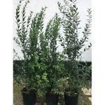 Piante & sementi: Ligustrum ovalifolium 100-125cm – Nuovo (secondo la descrizione) da Sursee venduto da pflugshaupt01