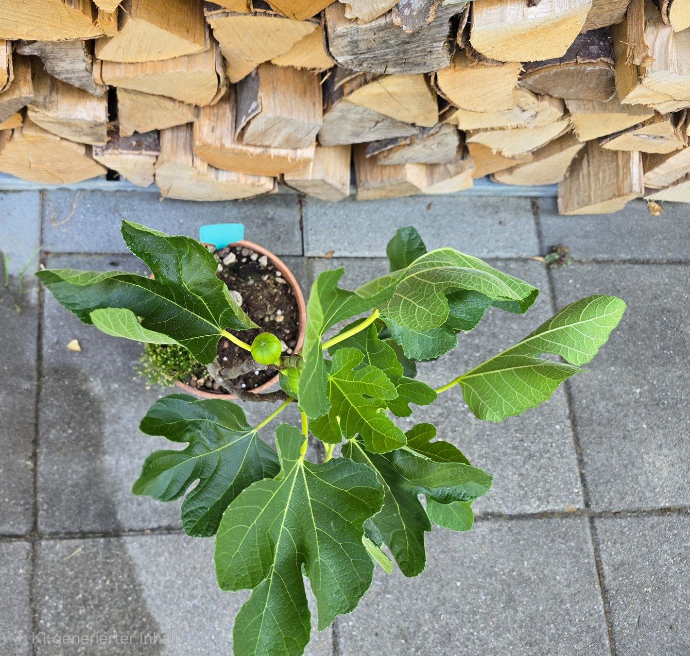 Piante & sementi: Feigenbaum Bonsai Art, viele Früchten – Usato da Aarburg venduto da popkorn65 2