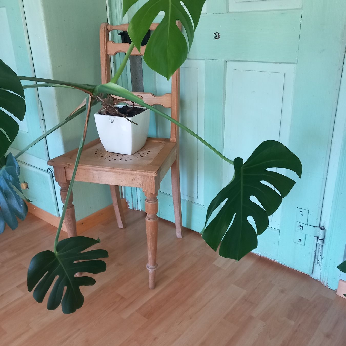 Piante & sementi: Monstera Zimmerpflanze im Topf  – Usato da Ebnat-Kappel venduto da blazzi 2