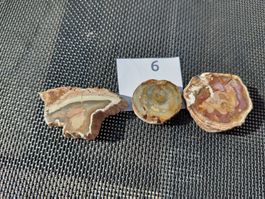 3 Stk Versteinerte Holzscheiben Sammlerstück Set 6