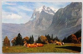Grindelwald (1037 m), Brandegg mit Wetterhorn