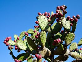 Echter Feigenkaktus - Opuntia ficus-indica - 30 Samen