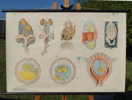 Schulwandbild "Fortpflanzungsorgane und Entwicklung der" #f4