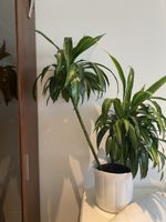 Drachenbaum / Dracaena – wegen Umzug