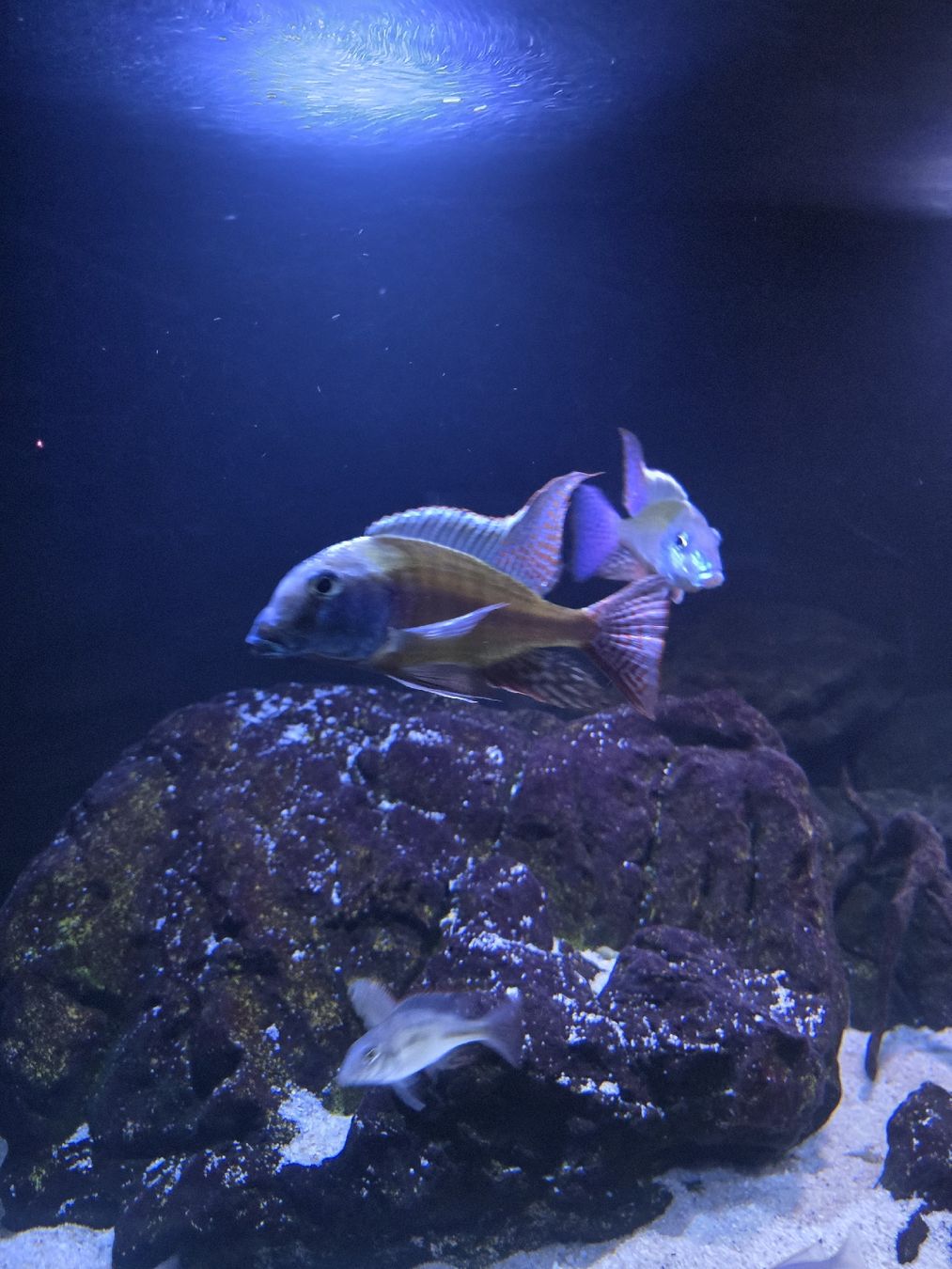 Acquari: Aquarium 1000 Liter – Usato da Suhr venduto da ronny019 6