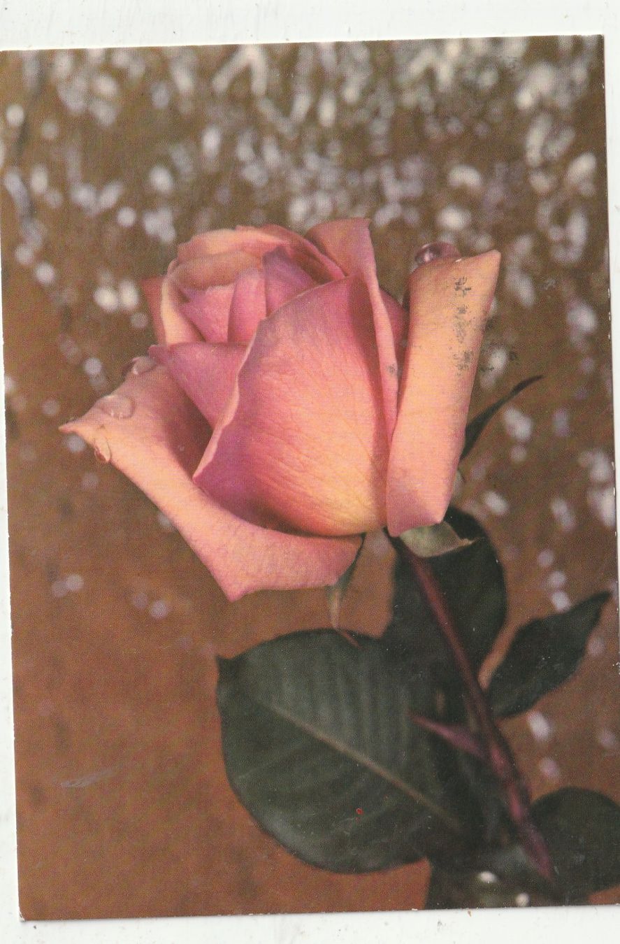 Ansichtskarten: 10  SchöneBlumenkarten – Gebraucht aus Lumbrein von made02 1