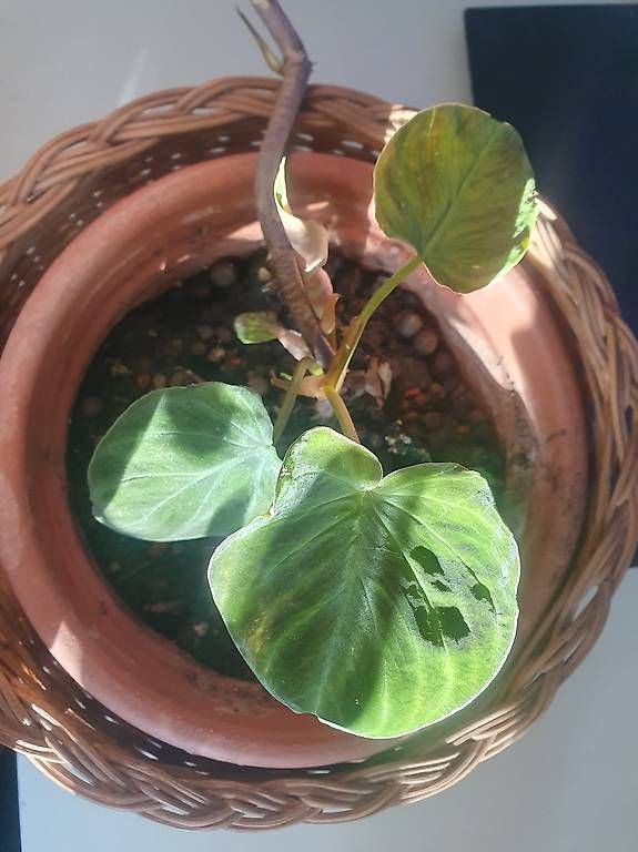 Pflanzen & Samen: Philodendron Gloriosum 'Dark Form' – Gebraucht aus Olten von stritten
