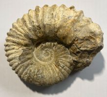 Grosser Ammonit Fossil aus Marokko