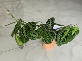 Maranta Leuconeura