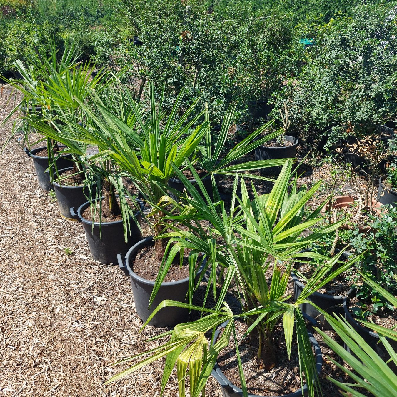 Piante & sementi: Trachycarpus fortunai – Usato da Honau venduto da Blazer1