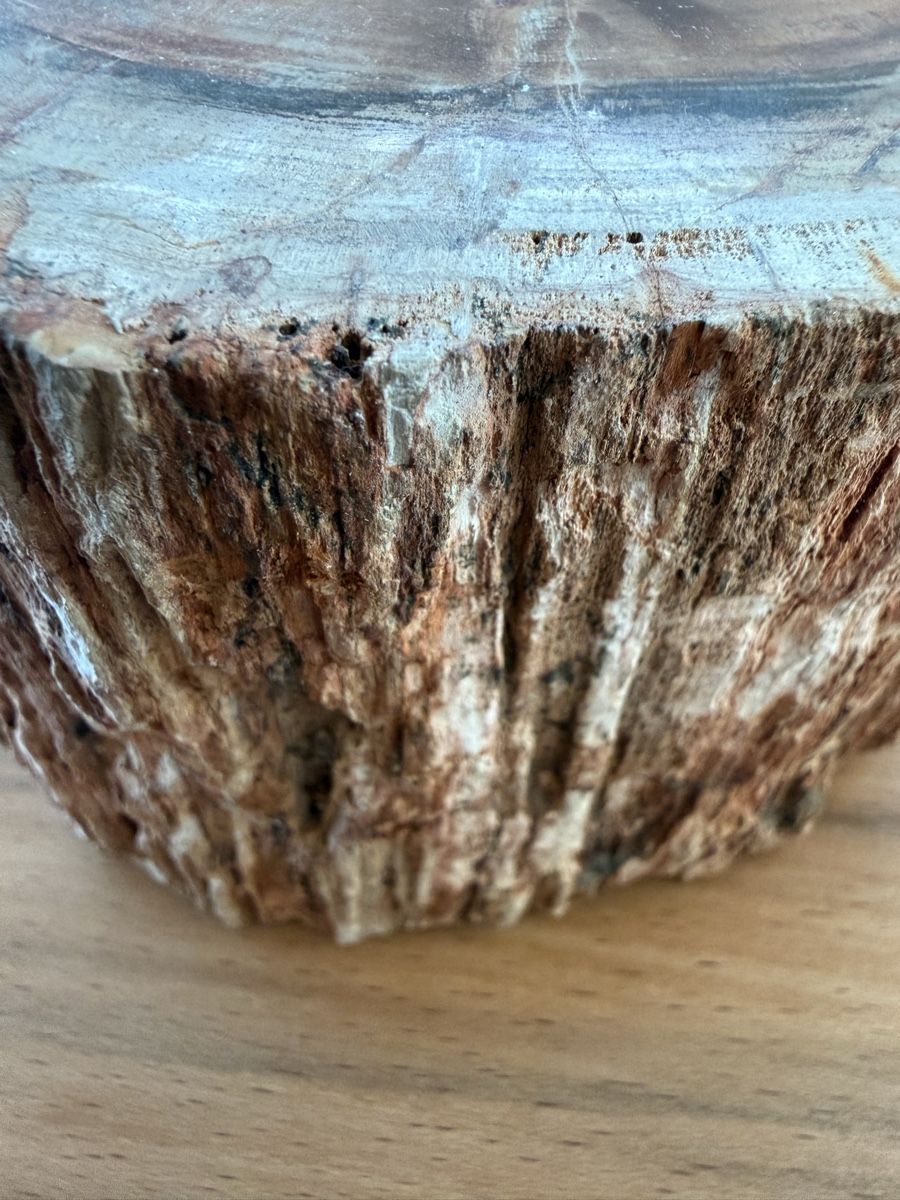 Fossili: Versteinertes Holz – Usato da Grenchen venduto da Bastet007 3