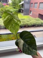 Schöne Monstera variegata Ableger für Ihr Zuhause