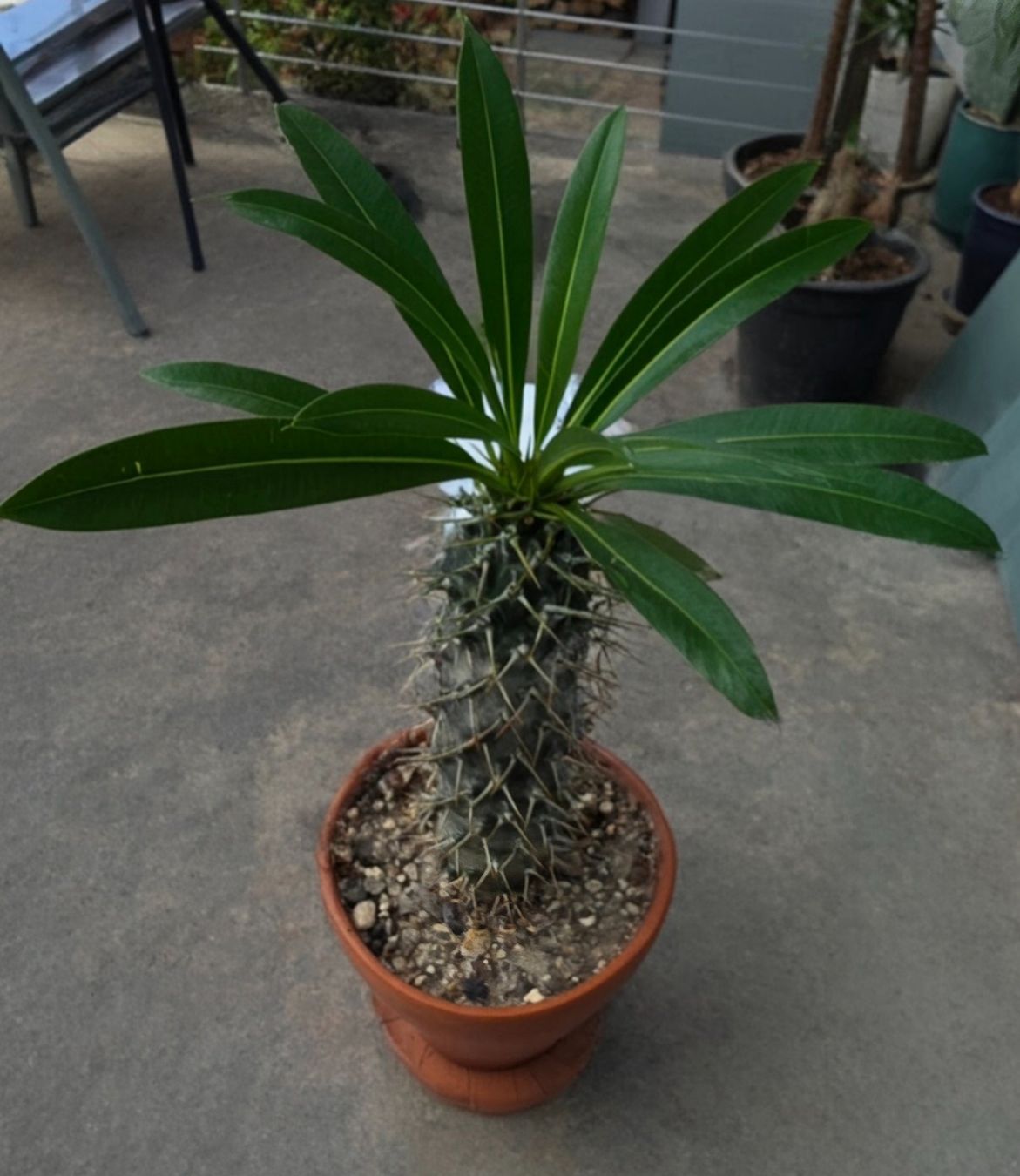 Piante & sementi: Palme Madagaskar – Usato da Aarburg venduto da Glitzerschein 4