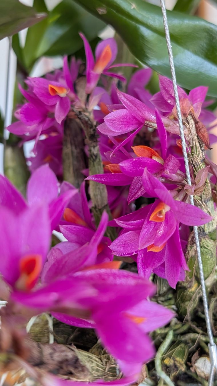 Pflanzen & Samen: Dendrobium 'Hibikki' Orchidee – Gebraucht aus Untervaz von Lyraia 5