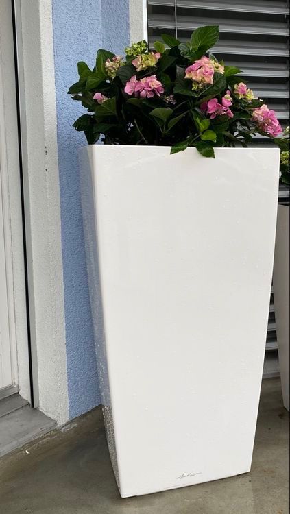 Lechuza Vasi per fiori: Blumentopf inklusive Pflanze – Usato da Oberriet SG venduto da shanis