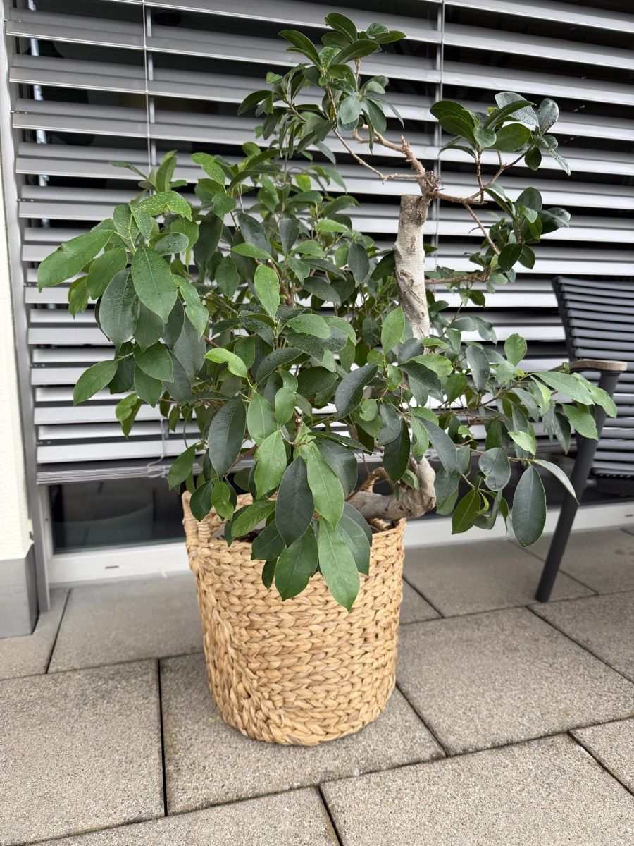 Piante & sementi: Bonsai Ficus 🪴  – Usato da Brunnen venduto da keusch19 3