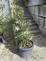 Oleander Pflanze im Keramik Topf guter Zustand