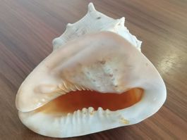 Muscheln Cassis cornuta Helmschnecke 220mm Schnecke Cebu