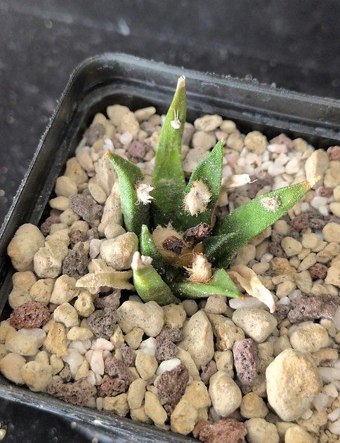Plantes & graines: Ariocarpus agavoides – D'occasion à Vuisternens-Romont par Cold_cactus