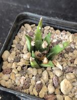 Ariocarpus agavoides