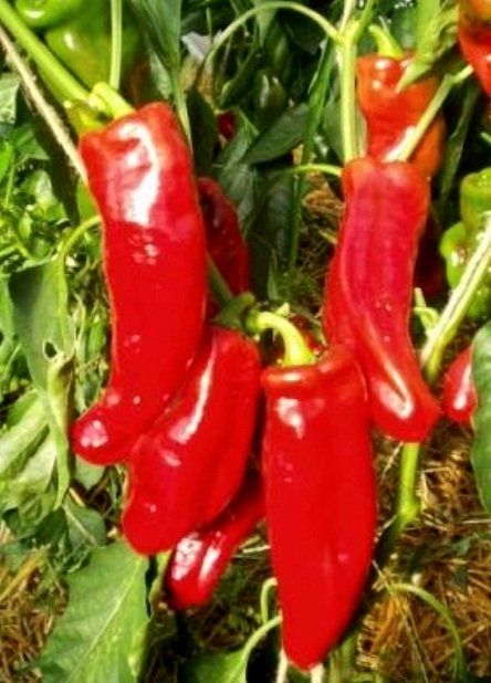 Pflanzen & Samen: 50 Samen "Ochsenhorn Peperoni" ROT‪ – Neu und originalverpackt aus Rovio von POSITIFFARTandPLANTS 5