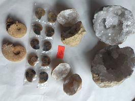 Set Geoden Ammoniten neu deko aus Marokko