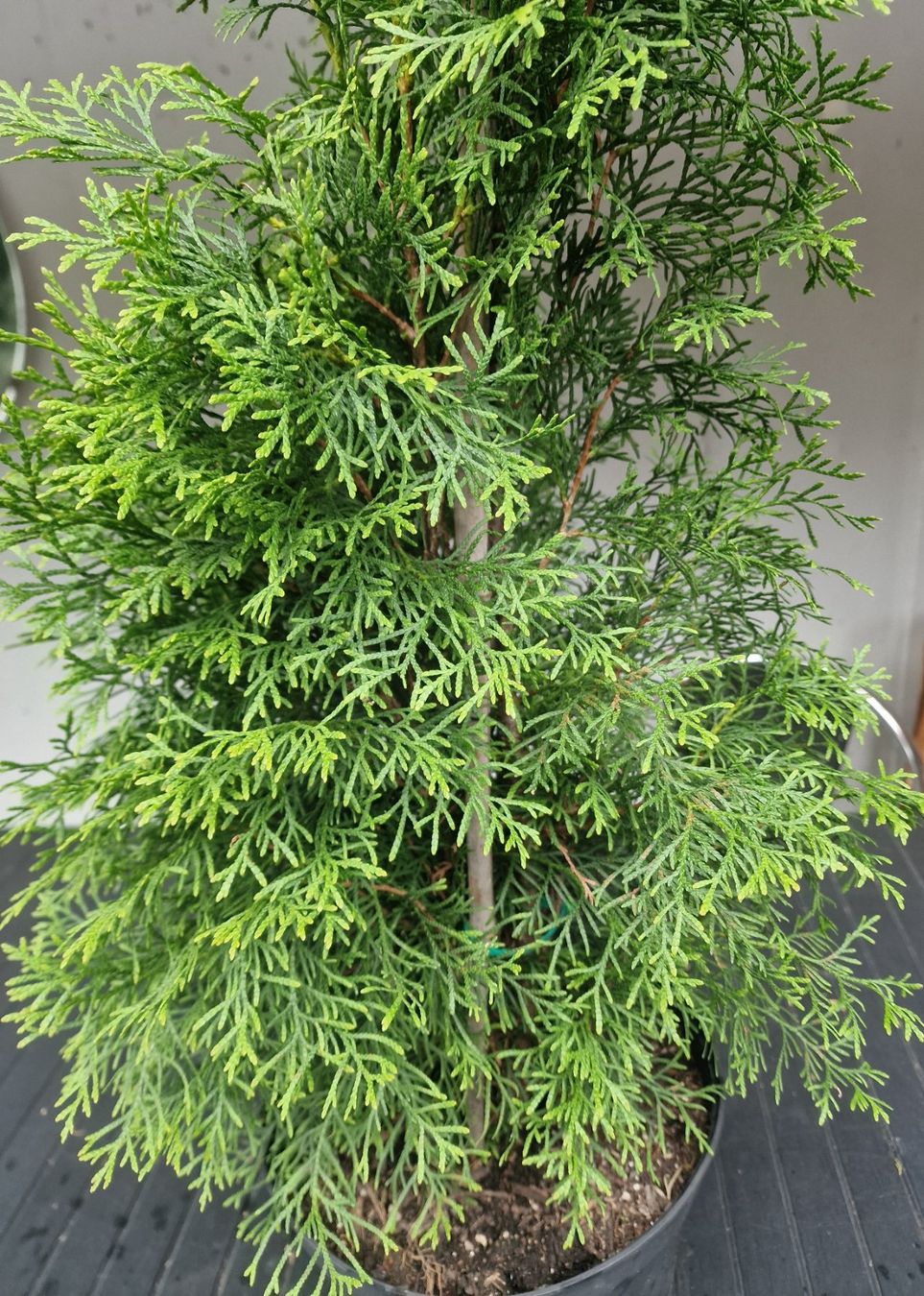 Piante & sementi: Lebensbäume Thuja im Topf ca.100 cm. – Usato da Uerkheim venduto da Justi.y 4