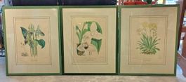 3 alte Blumenbilder Flora Magazine hinter Glas , Holzrahmen