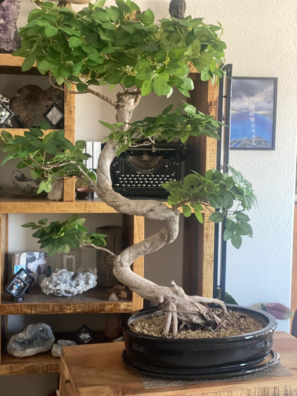 Piante & sementi: Imposanter Ficus - einzigartiger Blickfang – Usato da Aarau Rohr venduto da Sergiomendez 2