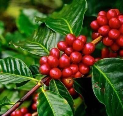 Piante & sementi: 5 SAMEN GRAINES SEMI Kaffee Pflanze – Nuovo e nell'imballaggio originale da Rovio venduto da POSITIFFARTandPLANTS