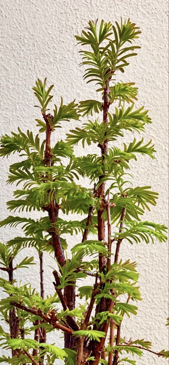 Piante & sementi: Bonsai Wald Gruppe – Nuovo (secondo la descrizione) da Fislisbach venduto da fislisbach5442 4