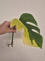 🌿 Monstera Aurea Ableger #2🌿