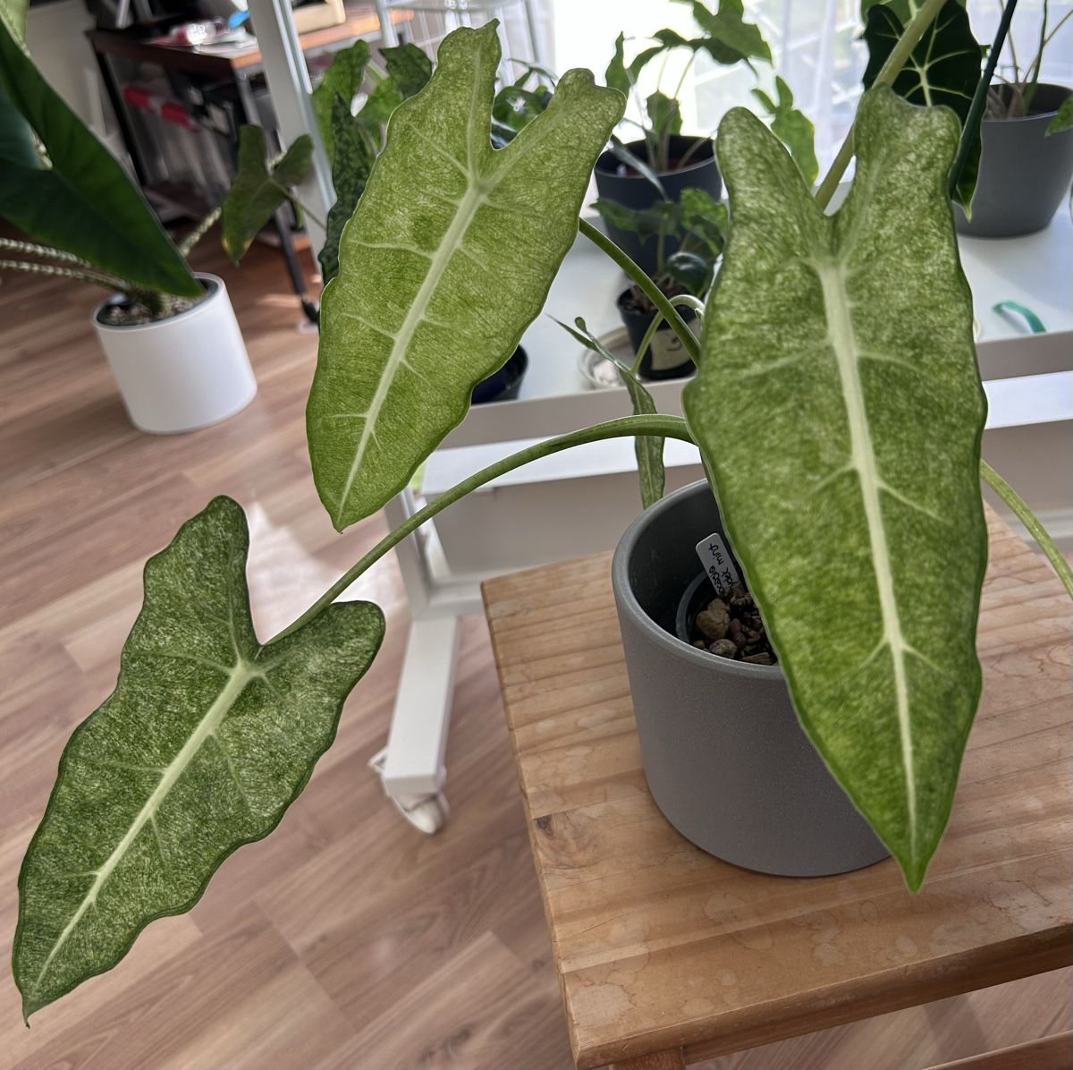 Piante & sementi: Alocasia Frydek Mint – Nuovo (secondo la descrizione) da Scherzingen venduto da Elefantenohr.ch