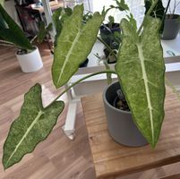 Alocasia Frydek Mint