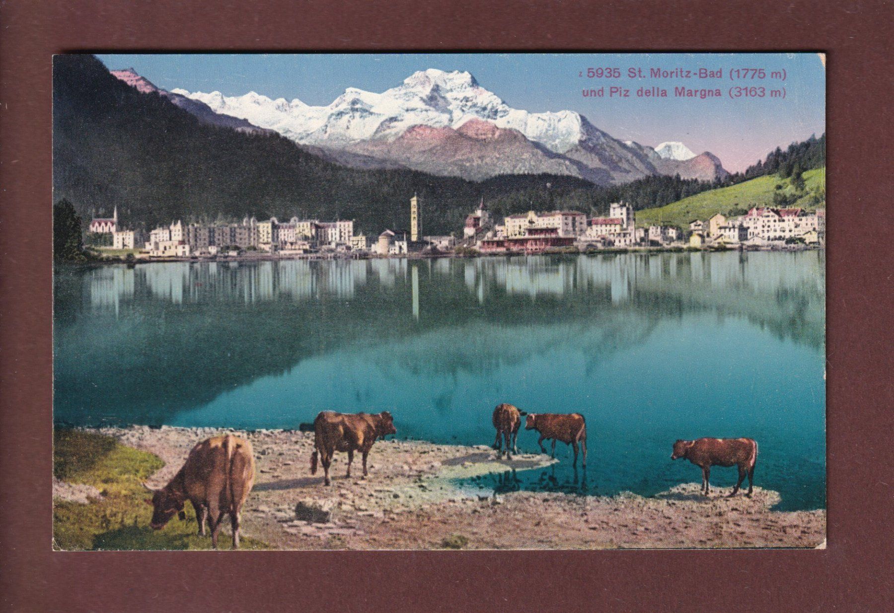 Cartoline postali: ST. MORITZ-BAD - Kühe – Usato da Pully venduto da nicecards