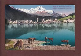 ST. MORITZ-BAD - Kühe