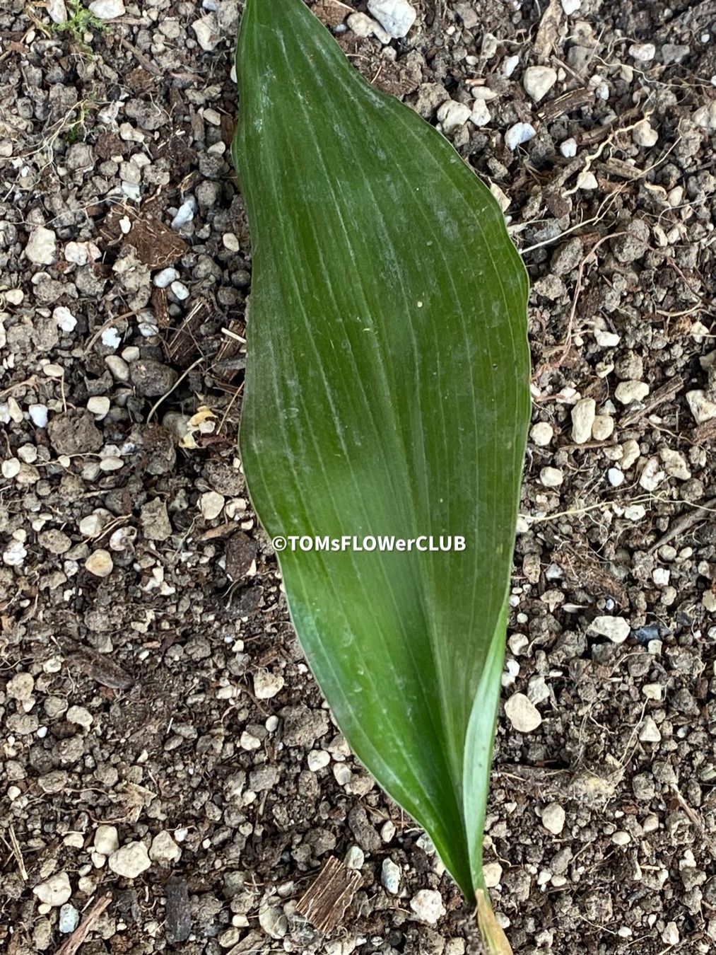 Piante & sementi: Aspidistra Elatior - bedingt winterharte "Schusterpalme" – Nuovo e nell'imballaggio originale da Adliswil venduto da astom369 3